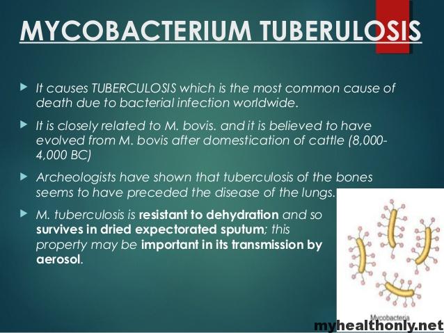 Mycobacterium tuberculosis: Causes and Symptoms - My Health Only