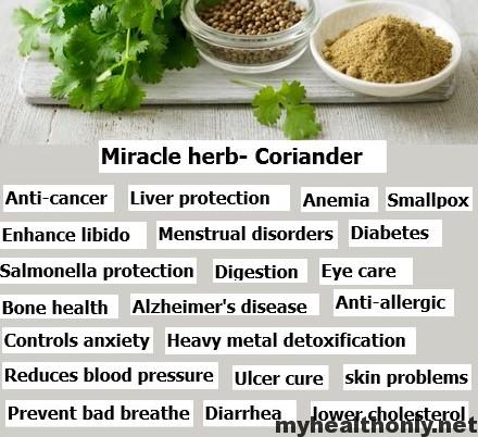 Impressive Health Benefits Of Coriander My Health Only