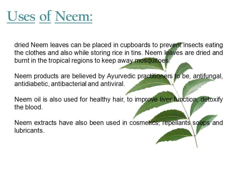 Impressive Health Benefits of Neem Leaves My Health Only