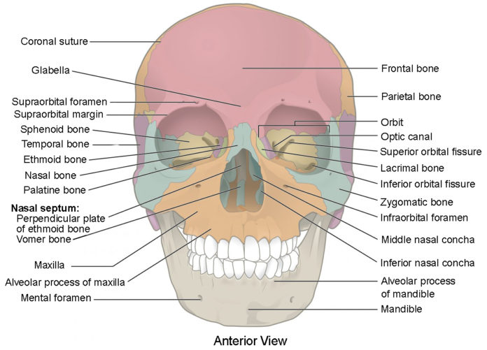What goes through the jagged hole in the skull, Outer base of skull