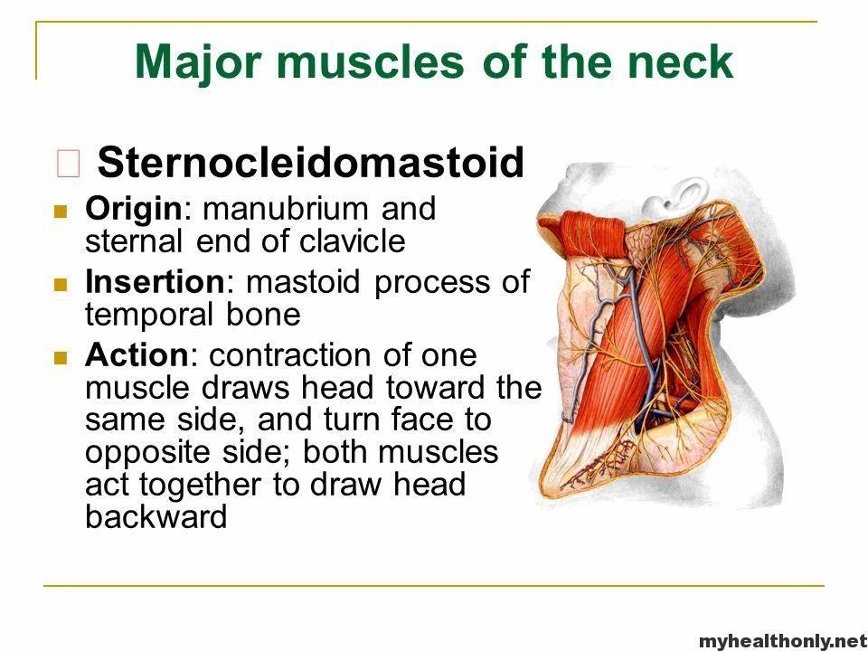 The sternocleidomastoid muscle is one of the largest - My ...