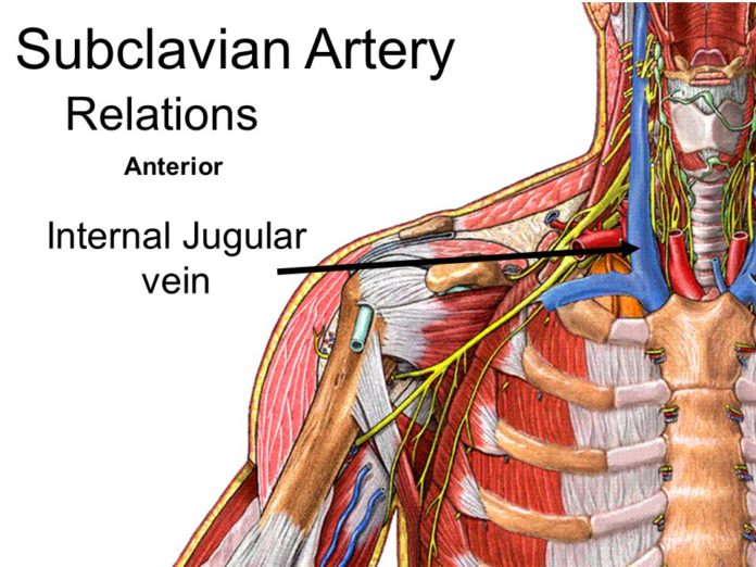 Let's know what is the function of subclavian artery - My Health Only