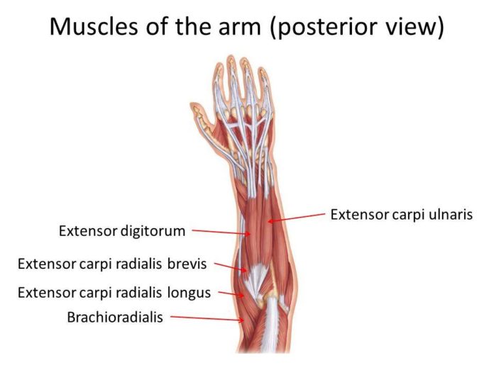 The structure of extensor carpi radialis longus muscle - My Health Only