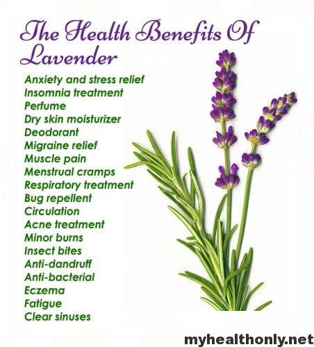 10 Incredible Benefits of Lavender Essential Oil - My Health Only