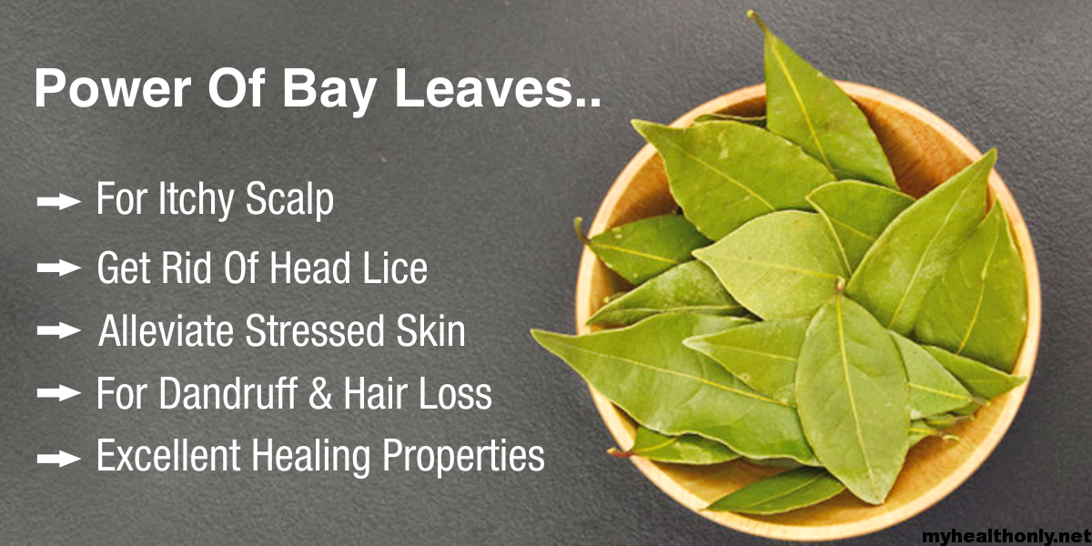 12 Awesome Benefits of Bay Leaves, You must to know - My Health Only