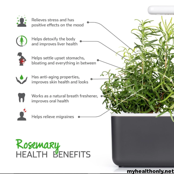 Benefits of rosemary