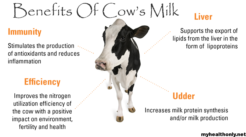 essay about cow's milk