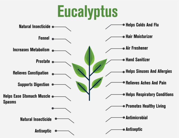 Benefits of Eucalyptus