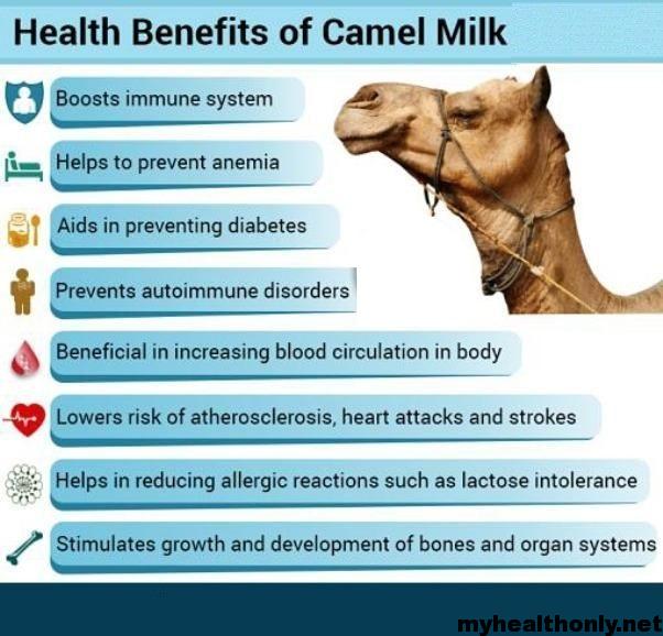 Benefits of camel milk