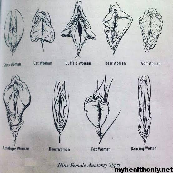 Labia types of 20 Types