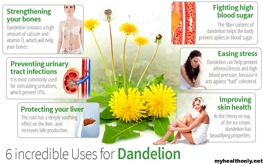 Health Benefits of Dandelion Root