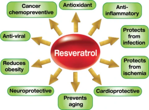 What is Resveratrol -  Benefits of Resveratrol