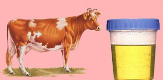 Miraculous Benefits of Cow Urine