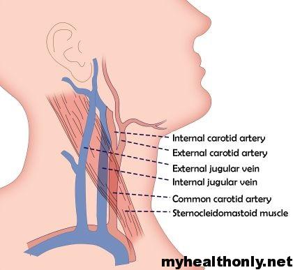 Internal Jugular Vein Anatomy