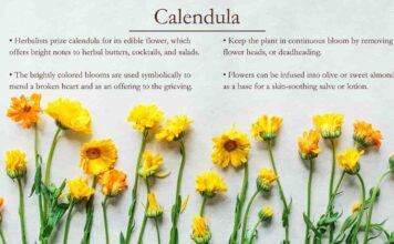 Calendula Flower Benefits