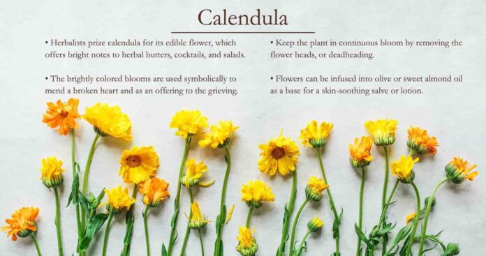 Calendula Flower Benefits