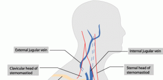 Internal Jugular Vein: Anatomy, Function, and Significance