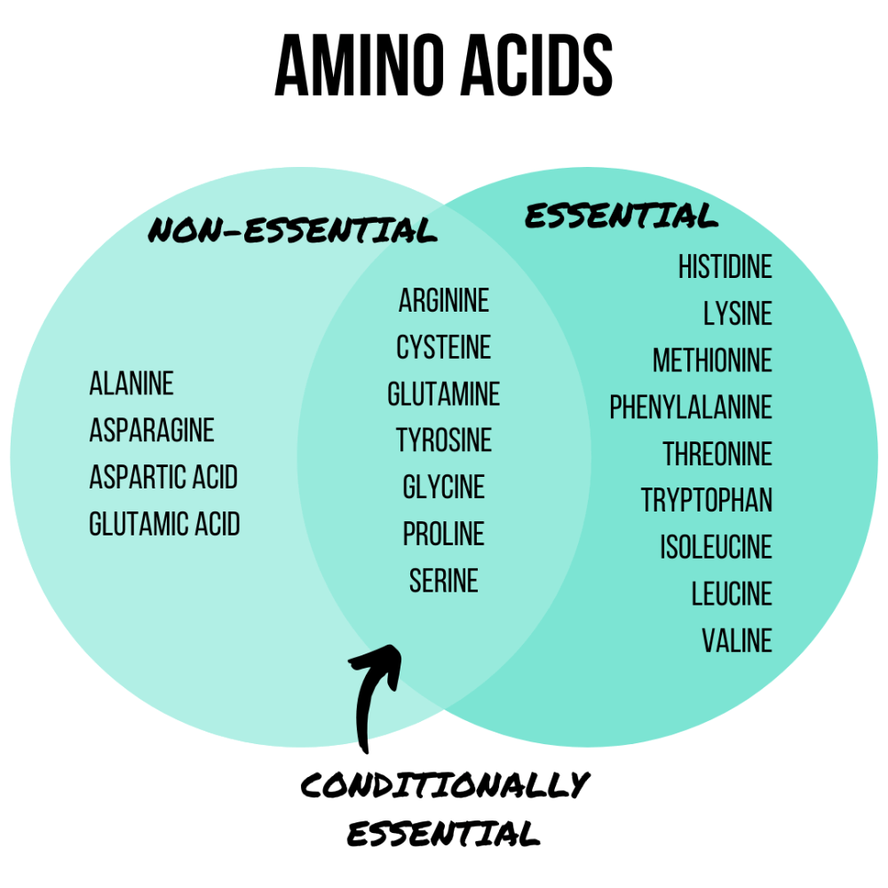 What Amino Acids Can Do