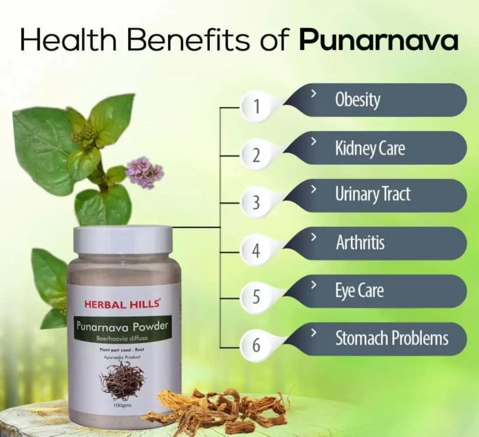 What Punarnava Can Do For You
