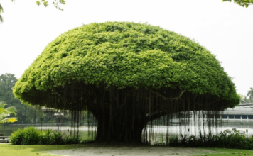 Banyan Tree Benefits