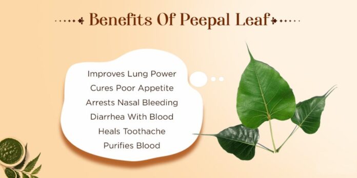 Peepal Leaf Benefits