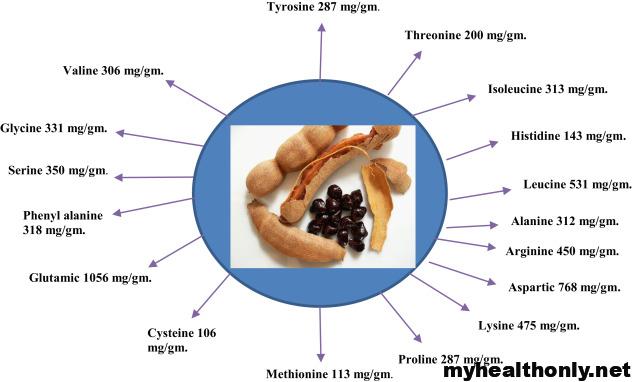 Tamarind Seed Nutritional Value