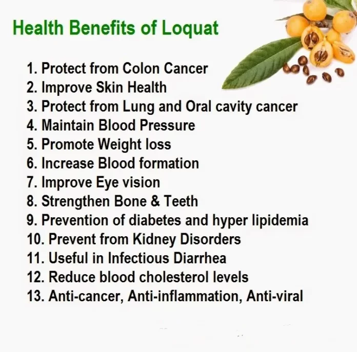 Health Benefits Of Loquat