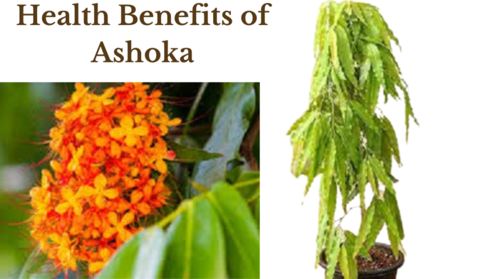 Benefits of Ashoka Tree