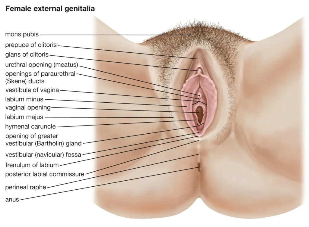 Overview of Vaginal Anatomy: Structures and Functions
