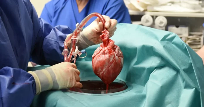 Man's hope for advancing medicine through pig-to-human heart transplant ends in tragedy as he dies weeks after the procedure.