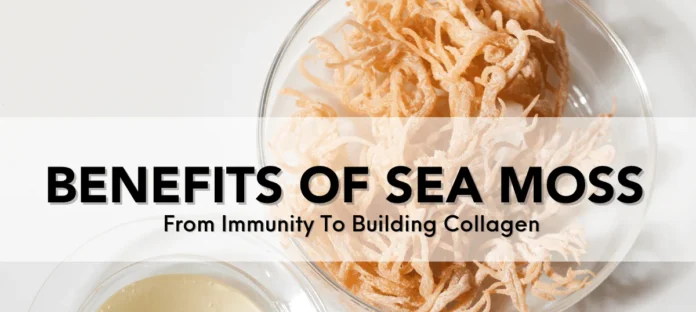 Irish Sea Moss, a nutrient-rich seaweed. Known for its numerous health benefits.