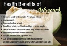 Fresh Ash Gourd with Leaves – Discover the Health Benefits of Ash Gourd Including Weight Loss, Digestion, Hydration, and More